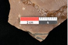 Foto (Detailsansicht) von Quercus palaeoilex Ettingshausen (NHMW-GEO-2024-0188-0786)